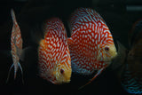 Red Eagle Discus SHOW SIZE
