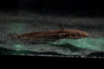 Chinese Wels Catfish (Silurus meriodonalis)