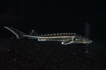White Diamond Sturgeon (Acipenser gueldenstaedtii var. "White Diamond") - Medium