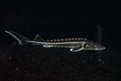 White Diamond Sturgeon (Acipenser gueldenstaedtii var. "White Diamond") - Medium