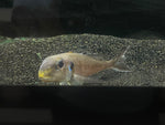 Xenotilapia sp. "Bathyphilus Yellow"