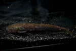 Indian Wells Catfish (Ompok pabda)