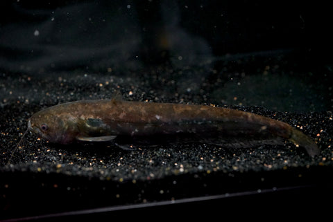Indian Wells Catfish (Ompok pabda)