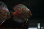 Leopard Discus SHOW SIZE
