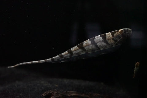 Centipede Knifefish (Steatogenys duidae)