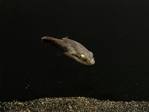 Red Eye Sumatran Puffer (Carinotetraodon irrubesco