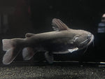 Gulper Catfish (Asterophysus batrachus)