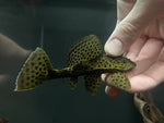 Ranger Pleco