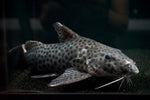 Synodontis longirostris - JUMBO