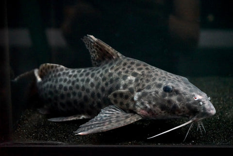 Synodontis longirostris - JUMBO