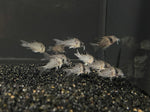C46 Corydora Kanei