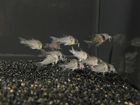 C46 Corydora Kanei