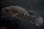 Wolf Cichlid (Parachromis dovii)