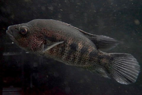 Wolf Cichlid (Parachromis dovii)
