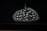 High Grade Black Diamond Stingray