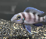 Neolamprologus Tretocephalus