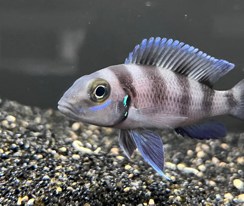 Neolamprologus Tretocephalus