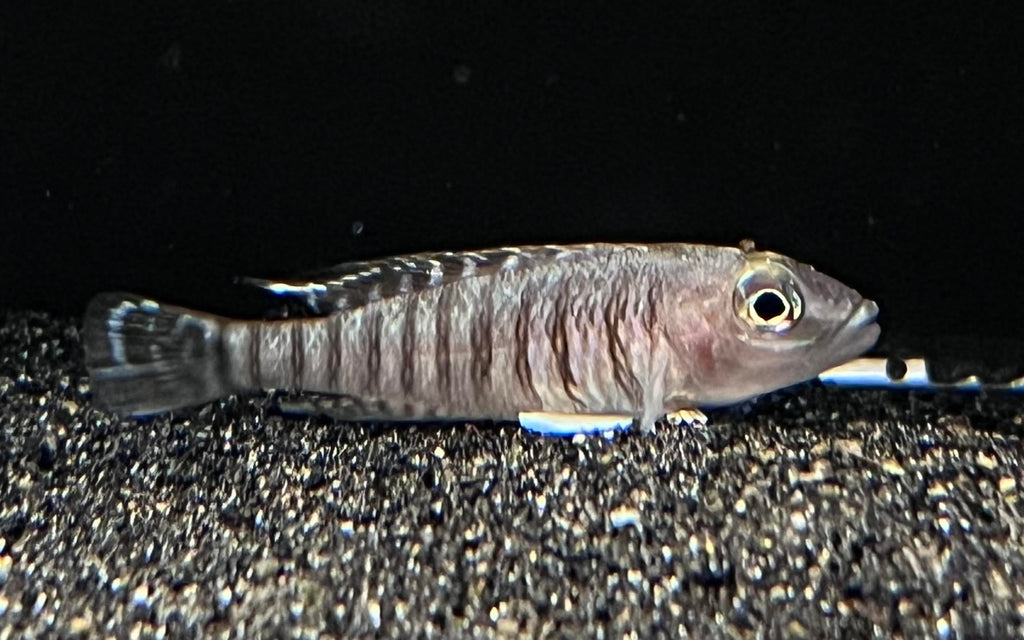 Signatus Fish Lamprologus Signatus – The Waterfront SLC