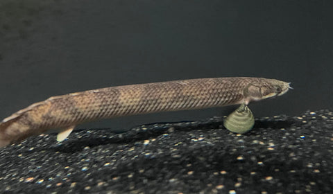 Mokelembembe Bichir (Polypterus mokelembembe)