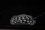High Grade Black Diamond Stingray