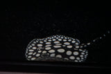 High Grade Black Diamond Stingray