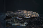Jelly Catfish (Cephalosilurus apurensis)
