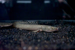 Lapradei Ugheli Bichir (Polypterus lapradei)
