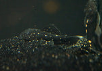 Luteus Pleco 1.5"-2" (Captive Bred)