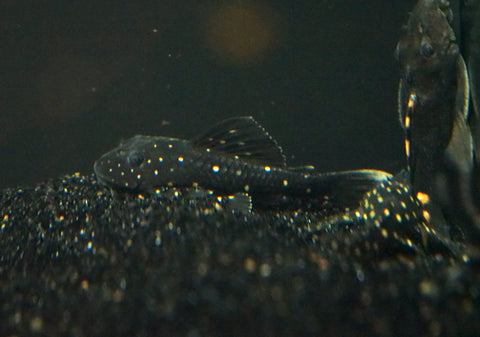 Luteus Pleco 1.5"-2" (Captive Bred)
