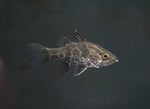 Mouth Almighty (Glossamia Aprion) 1.5"-2"