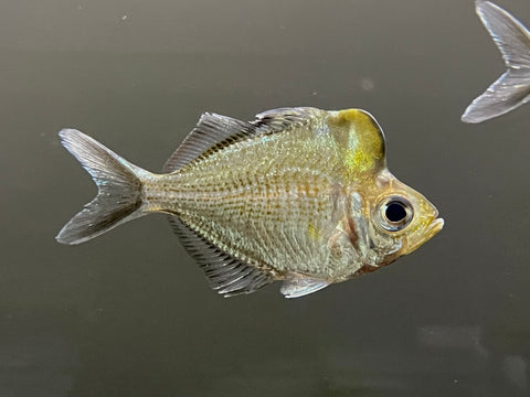 Humphead Glassfish (Parambassis pulcinella)