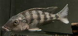 Malawi Sand Diver (Fossorochromis Rostratus)