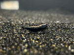 Black Rose Neocardina