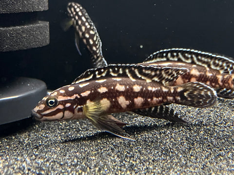 Julidochromis Marlieri Medium