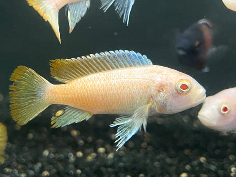 Albino Pseudotropheus Greshakei