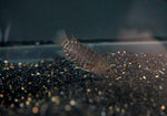 Blue Banded Bush Fish (Microctenopoma Fasciolatum)