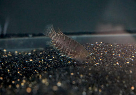 Blue Banded Bush Fish (Microctenopoma Fasciolatum)