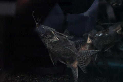 Upside Down Catfish (Brachysynodontis Batensoda)