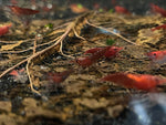 Red Neocardina