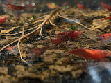 Red Neocardina