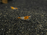 Orange Rili Neocardina