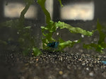Blue Neocardina