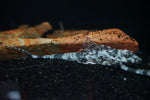 Spatuloricaria Rio Nanay 6"-8"